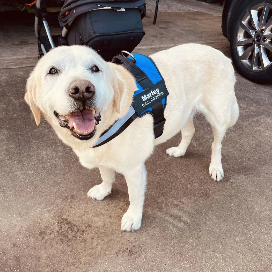 PAWPLAY™Ultimate Personalized No Pull Dog Harness