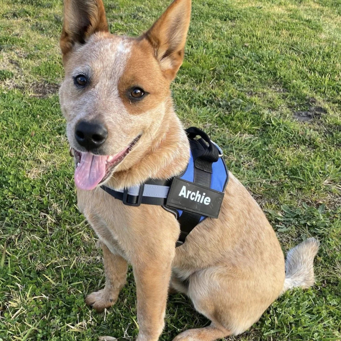 PAWPLAY™Ultimate Personalized No Pull Dog Harness