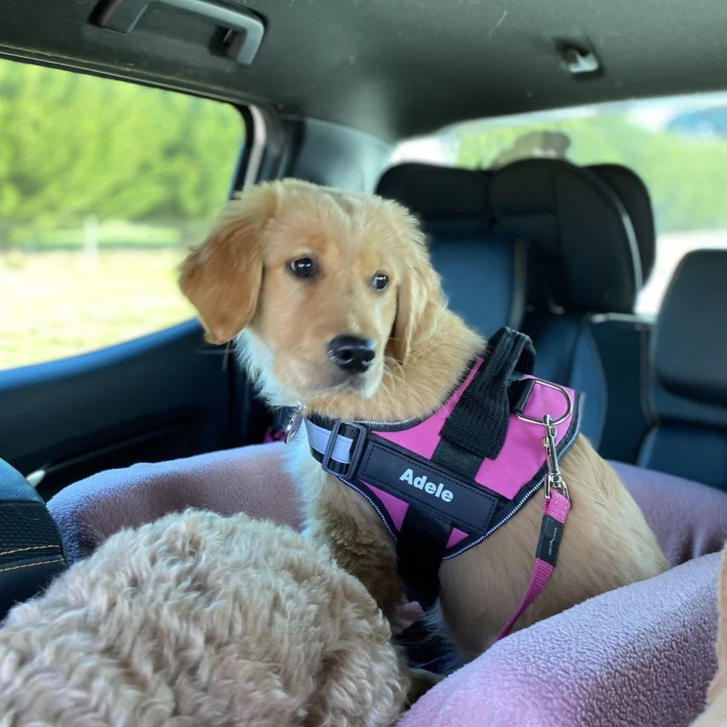 PAWPLAY™Ultimate Personalized No Pull Dog Harness