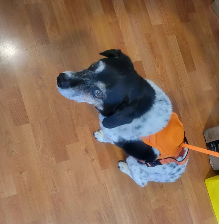 PAWPLAY™ 3 in 1 Dog Harness with Built-In Leash